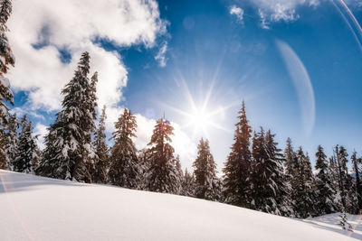 Scenic view of snow covered trees against sky