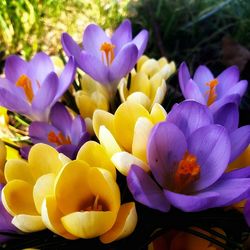 Close-up of purple crocus flowers