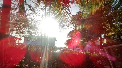 Low angle view of palm trees against sun