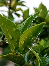 Close-up of wet plant leaves during rainy season