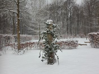 Bare tree on snow covered landscape