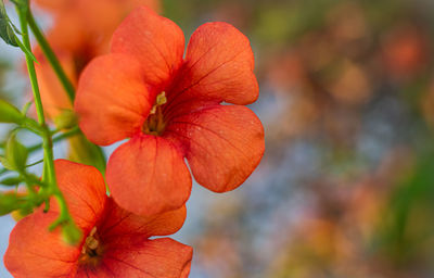 Close-up of red flower