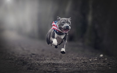 Portrait of dog running