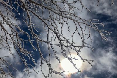 Low angle view of bare tree against sky