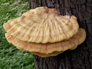 Close-up of a mushroom on tree trunk