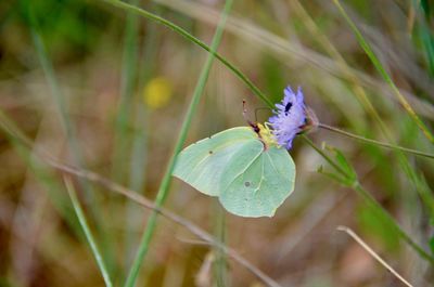 Close-up of insect on purple flower