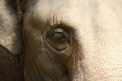 Close-up of elephant eye