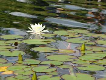 Lotus water lily in lake