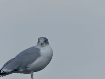 Low angle view of seagull against clear sky