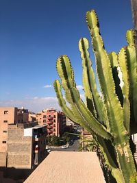 Cactus plant against buildings on sunny day