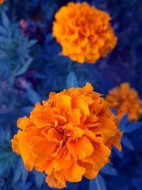 Close-up of yellow marigold flower