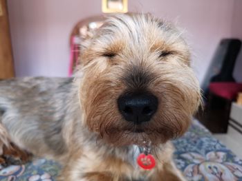 Close-up portrait of dog at home