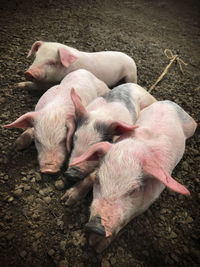 High angle view of pigs in animal market, ready to be sold