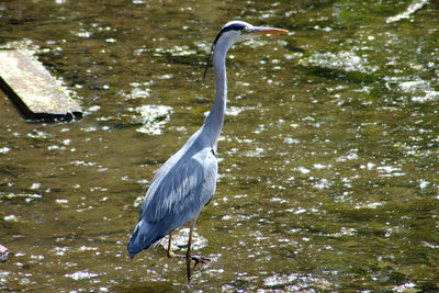 High angle view of gray heron