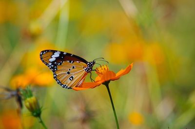 Close-up of butterfly pollinating on flower