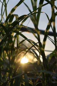 Close-up of grass against sky during sunset