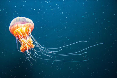 Jellyfish in a sea