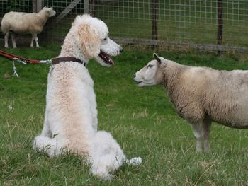 Close-up of sheep on grass