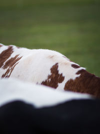 Close-up of white horse