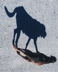 Shadow of dog on floor