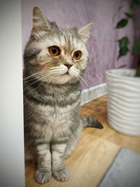 Portrait of cat sitting on table at home