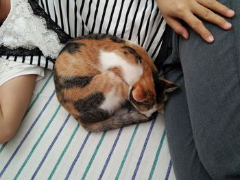 High angle view of dog sleeping