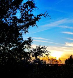 Low angle view of silhouette trees against sky