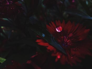 Close-up of red rose flower