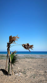 Scenic view of sea against clear blue sky