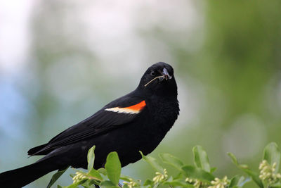 Close-up of bird perching on a plant