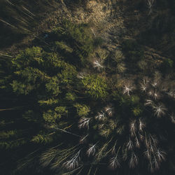 Full frame shot of trees in forest