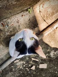 High angle portrait of a cat