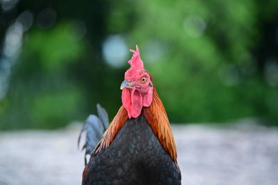 Close-up of bird