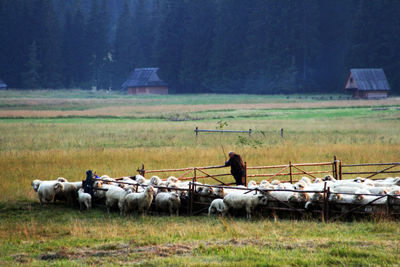 Horses on field