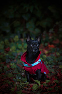 Portrait of black dog sitting outdoors