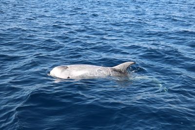 Dolphin in sea