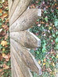 Close-up of tree trunk