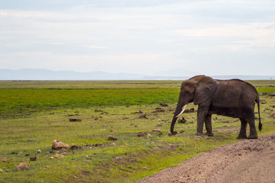 Horse grazing on field against sky