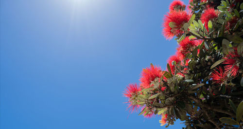 Low angle view of red flowering plant against clear blue sky