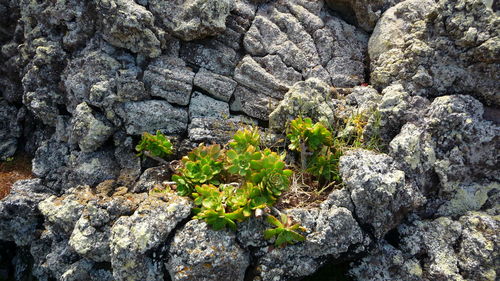 Close-up of plants