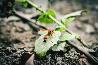 Close-up of insect on leaf