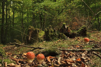 Close-up of mushrooms growing on tree in forest