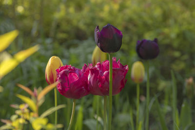 Close-up of pink tulips on field