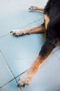 High angle view of dog relaxing on floor