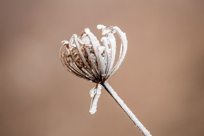 Close-up of dry leaf against white background