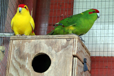 Close-up of parrot perching on metal in cage