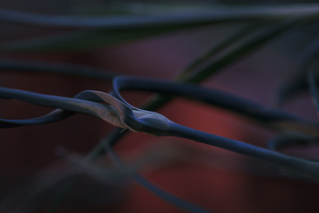 CLOSE-UP OF BARBED WIRE AGAINST FENCE