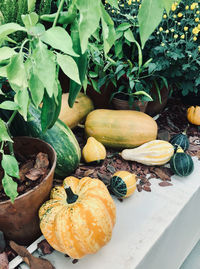 High angle view of fruits and plants