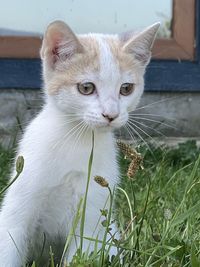 Close-up portrait of a cat