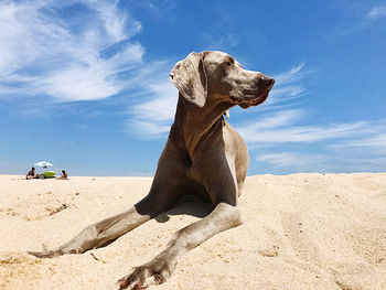 Dog on sand at beach